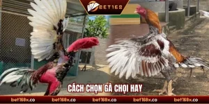 Cách chọn gà chọi hay