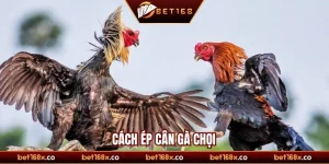 Cách ép cân gà chọi 