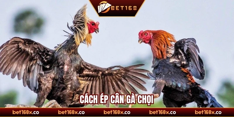 Cách ép cân gà chọi 