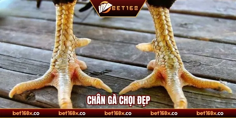 Chân gà chọi đẹp