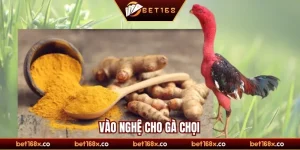 Vào nghệ cho gà chọi 
