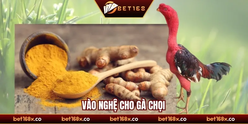Vào nghệ cho gà chọi 