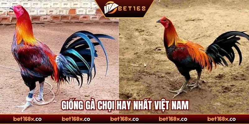 Điểm danh các giống gà chọi hay nhất Việt Nam và thế giới