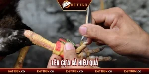 lên cựa gà hiệu quả